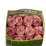 Paloma 40cm (ecuador 25steli)