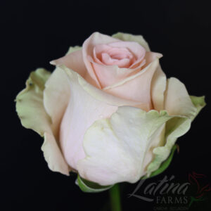 Pink Mondial 60cm (Ecuador)