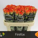Firefox 70cm