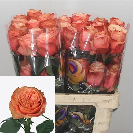 Rose-Kahala-Ecuador-50cm--Wholesale-Dutch-Flowers-and-Florist-Supplies-UK