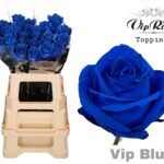 Vip roses Blu