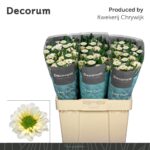 Chr San Fabiani White 55cm