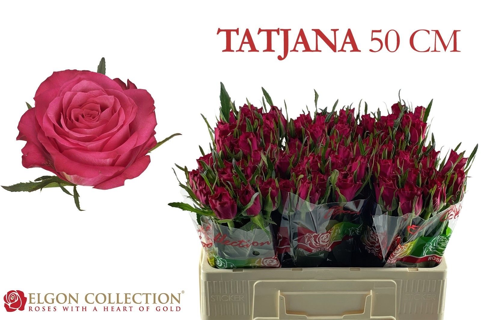 0c5c7fbaab7f8-10932757 Tatjana 50cm - immagine 1