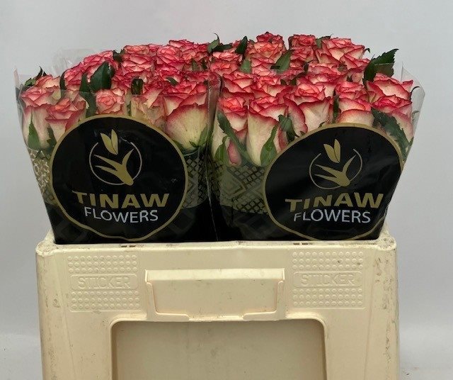 124064-50-10870007 Spark Condor 60cm - immagine 1