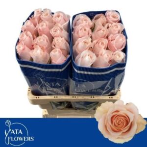 Pomarosa 50cm (Ecuador)