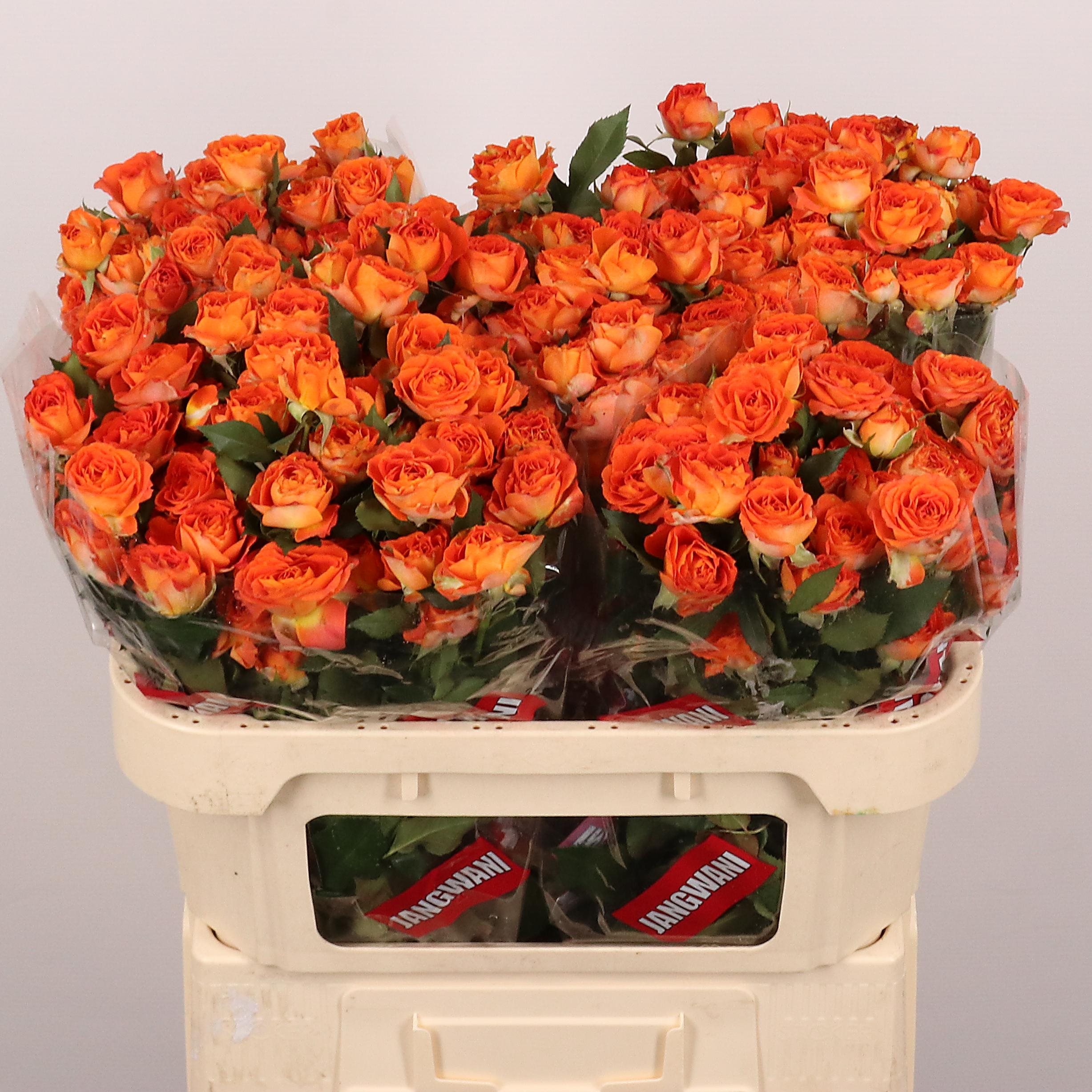 127840-70-7449400 Ariya 70cm - immagine 1