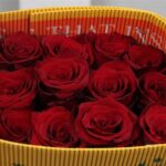 Explorer 40cm (25steli)