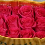 Pink Floyd 50cm (Ecuador 25st)