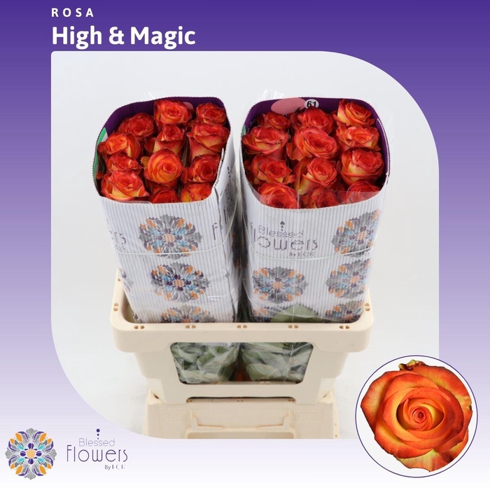 133479077 High Magic 50cm (Ecuador 25st) - immagine 1