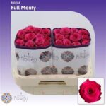 Full Monty 50cm (Ecuador)