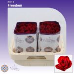 Freedom 40cm (25steli)