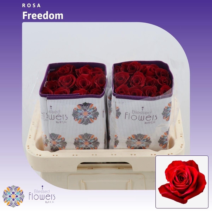 133778035 Freedom 40cm (25steli) - immagine 1