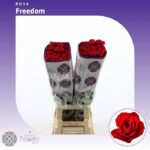 Freedom 80cm (25steli)