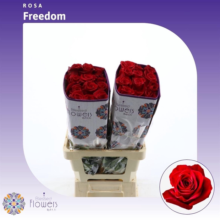 133778266 Freedom 60cm (25steli) - immagine 1