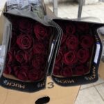 Explorer 60cm (25steli) -much-