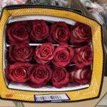 Iguazu 60cm (Ecuador)