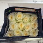 Candlelight 50cm (Ecuador)