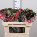 Hyp Globo Burgundy 70cm