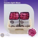 Country Blues 40cm (Ecuador)