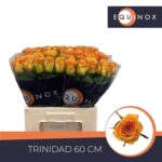 Trinidad 50cm