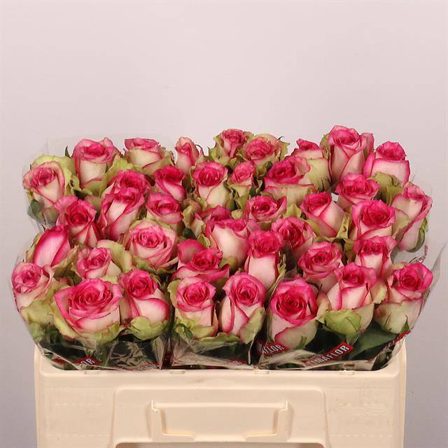 bf7f0373-a010-2166-705e-5c1ea545023f Monique 50cm - immagine 1