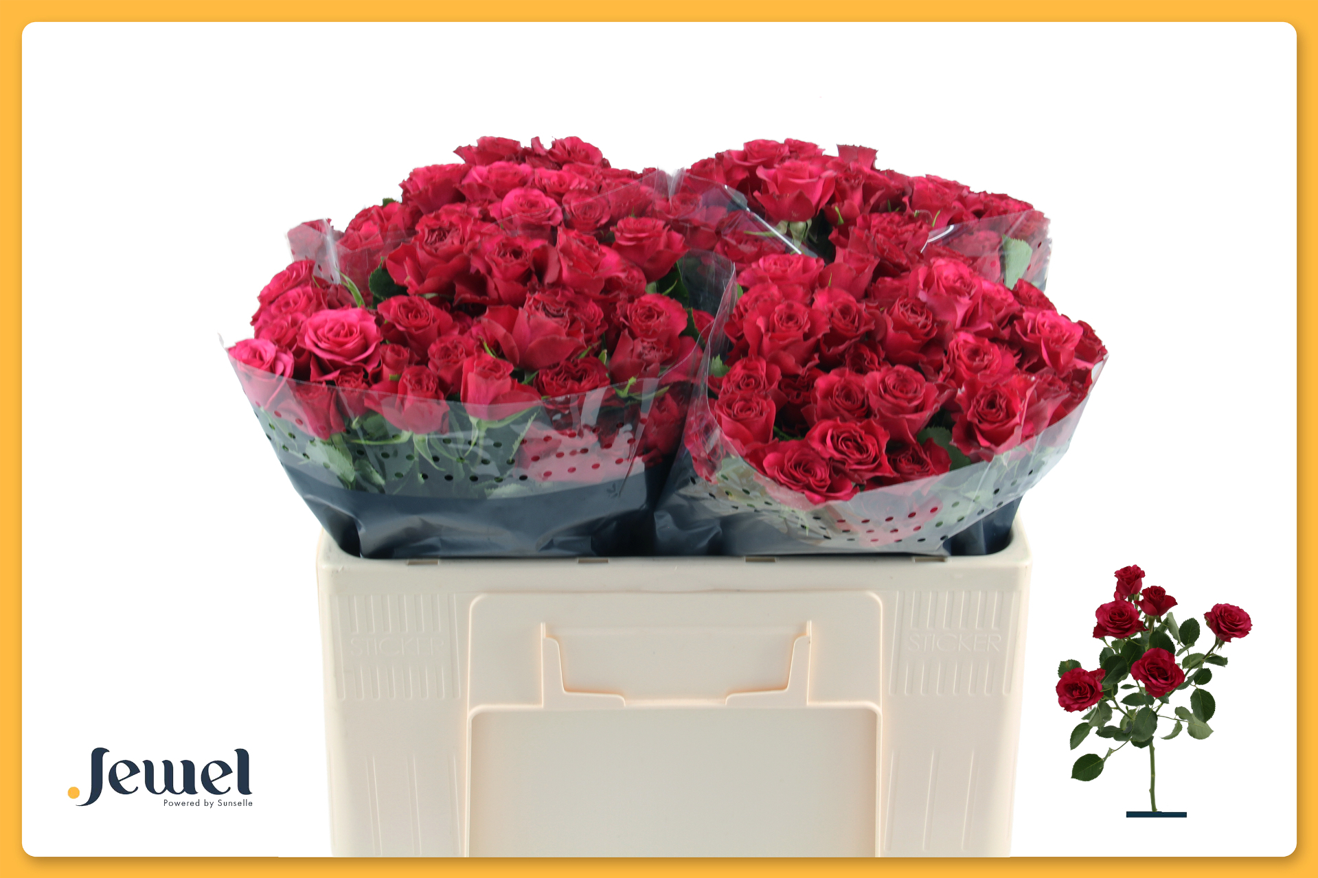 0x4292BA80CAB609632C44597D9DE77058DE513E00 Roseberry 50cm - immagine 1