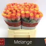 Melange 40cm