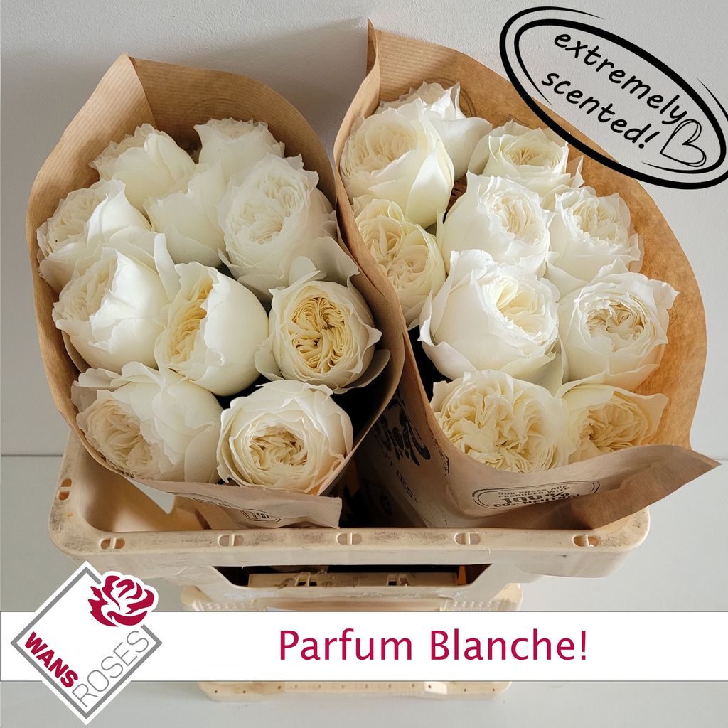 0xA041A1879C0EFA3899EDCE45F413A0C5C8B155EF Parfum Blanche 40cm - immagine 1