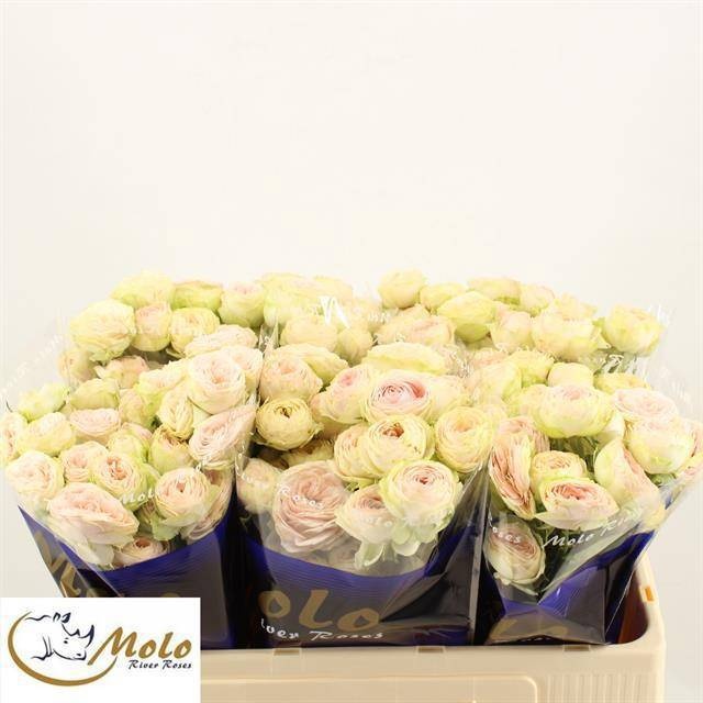 0xA8113F1A0B491FBAC6190742B596F172753E17C4 Sweet Giselle 60cm - immagine 1