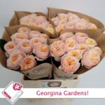 Georgina Gardens 40cm