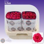 Vipink 60cm (Ecuador 25st)