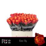 Fire Fly 60cm