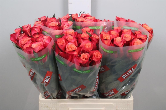 135485083 Helene 60cm - immagine 1