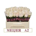 Dorchester 60cm (A2)