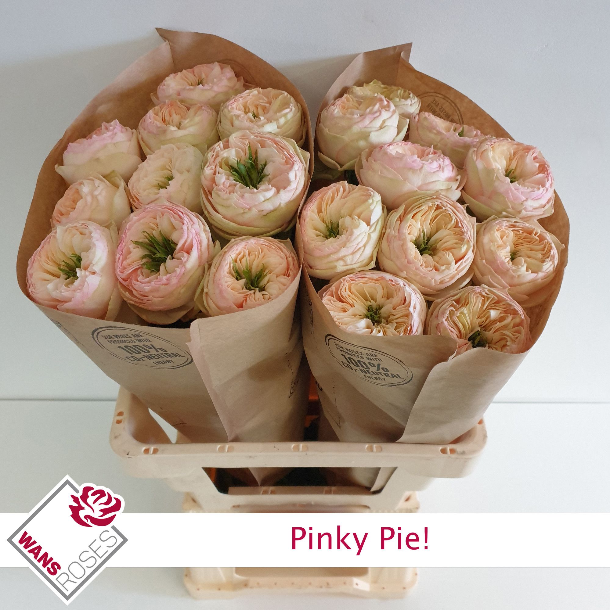 85607ae7-a6d2-4936-ae09-08803078d121 Pinky Pie 40cm - immagine 1