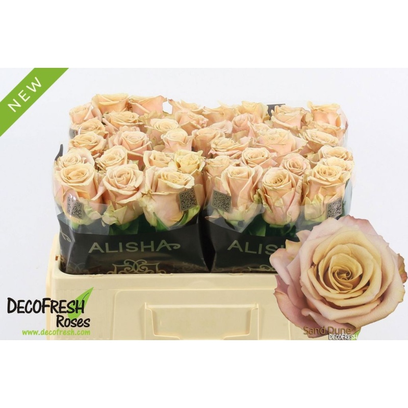 sand dune Sand Dune 40cm - immagine 1