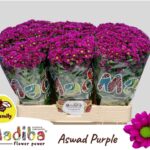 Chr San Mad Aswad Purple 55cm
