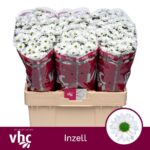 Chr San Aaa Inzell 55cm