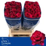 Red Panther 60cm (25st)