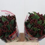 Hyp Globo Burgundy 60cm