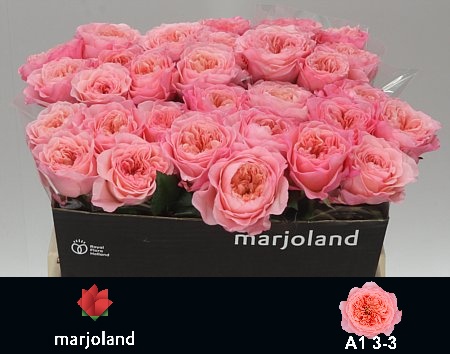 3830D91392837632AA94C218C7198C437EACEAACE6F8A8FF9171EAC6E470BC72 Mayfield 55cm - immagine 1