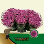 Chr San Yummy 55cm