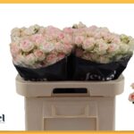 Happy Wedding 50cm