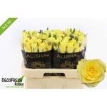 Lemon Strike 70cm