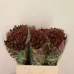 Hyp Mag Maroon 50cm