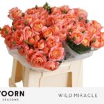 Wild Miracle 40cm