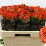 Orange Wave 60cm