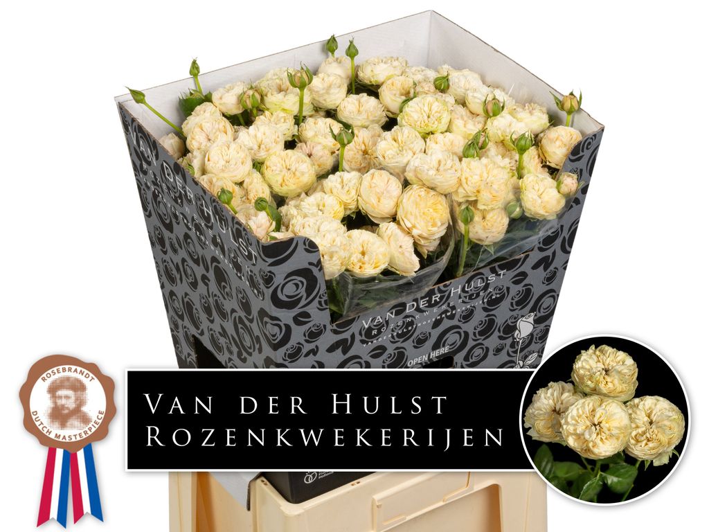 0x2ABA003E627674E0FFCF6DBE6C2515895CC986F0 Royal Champagne 50cm - immagine 1