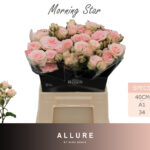 Morning Star 40cm