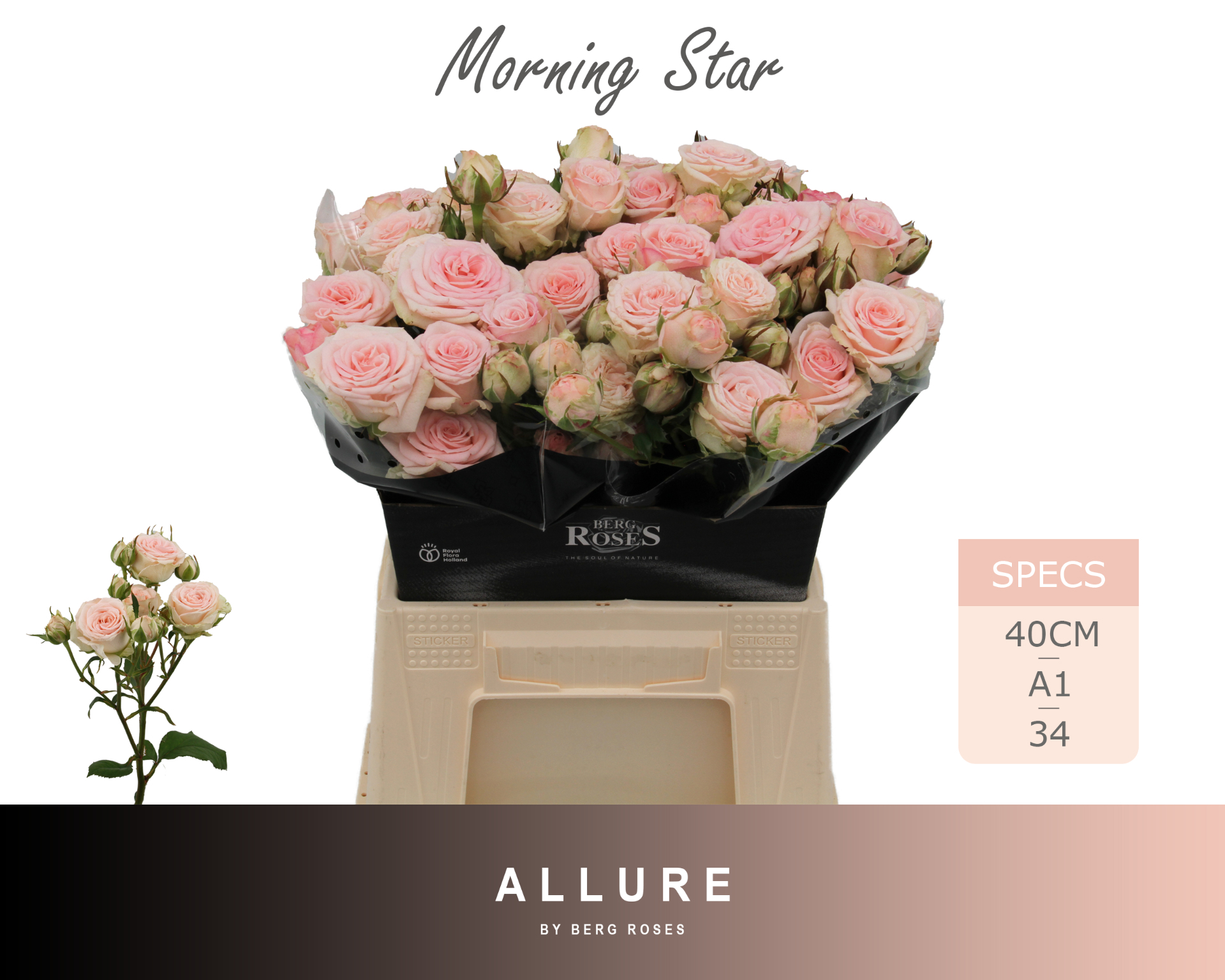 0x3F6304D7DD79440C271004C7F41E9E97B32A22E7 Morning Star 40cm - immagine 1